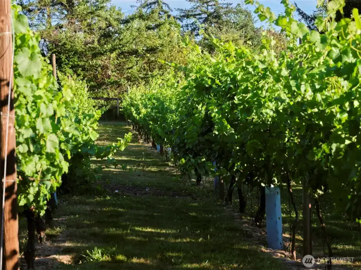 Vineyard