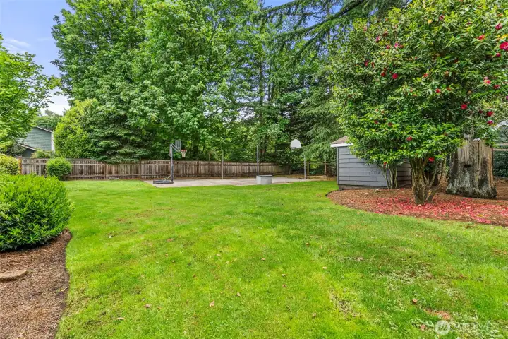 Expansive lawn area surrounded by towering evergreens and natural privacy. Expansive lawn area surrounded by towering evergreens and natural privacy.