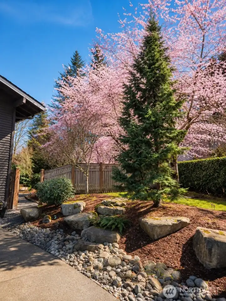 Springtime cherry blossoms create a stunning welcome, adding color and charm to the home’s beautifully maintained setting. One of the owner’s favorite seasonal features of the property. Springtime cherry blossoms create a stunning welcome, adding color and charm to the home’s beautifully maintained setting. One of the owner’s favorite seasonal features of the property.