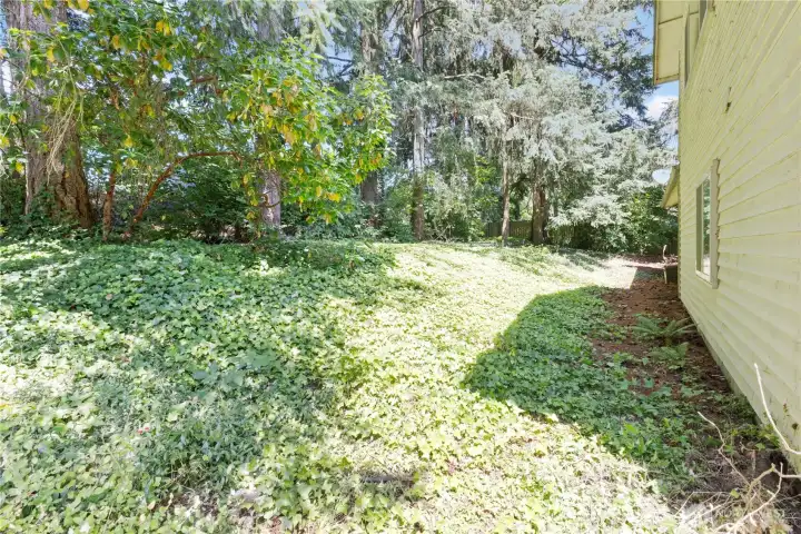 Backyard area, minimal maintenance with evergreen trees & ivy
