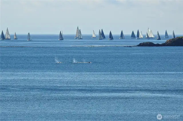 Whales and other wildlife often frequent this special place
