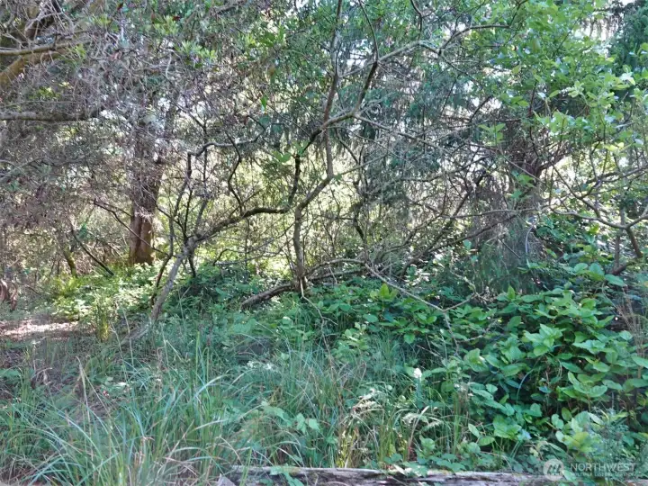 Interior of the lot.