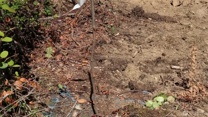 flag and blue circle is the water meter by the big rock. flag and blue circle is the water meter by the big rock.