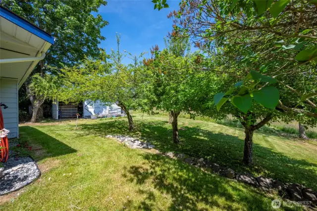 Mature fruit trees