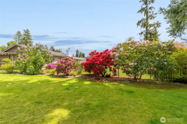 Back Yard w/ Flowers