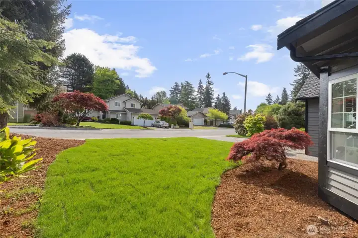 Lush green lawn framed by vibrant Japanese maples and mature evergreens, with a peaceful street view that reflects the charm of the surrounding community.