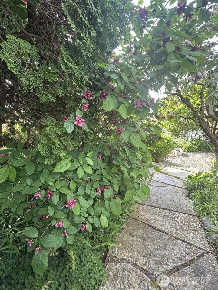 Enjoy the "Secret Garden".