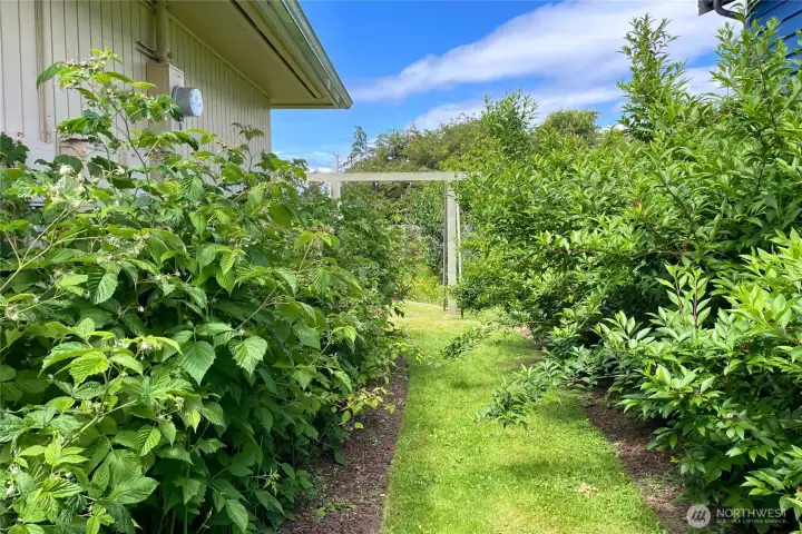 Raspberries!