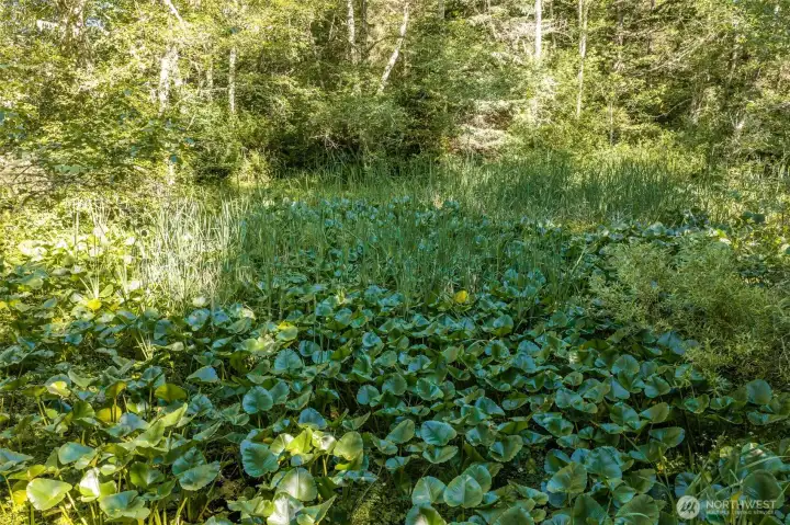 The pond on the property. The pond on the property.