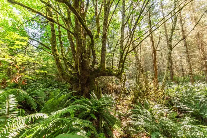 A magnificent old growth Maple tree! A magnificent old growth Maple tree!