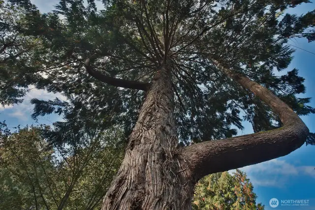 One of the many magnificent tree stewards of this property.
