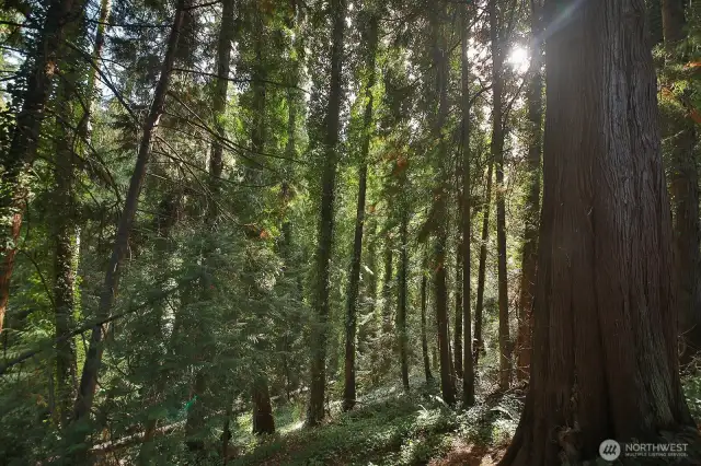 Magical forest makes up a good portion of your land.