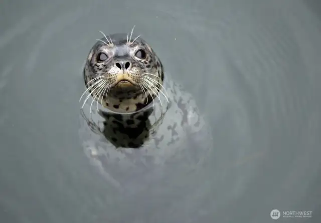 Hello abundant wildlife of Whidbey!