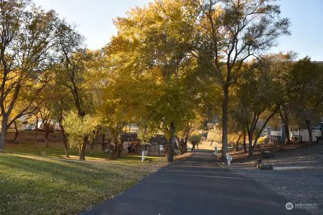 An abundance of mature trees and manicured common space.