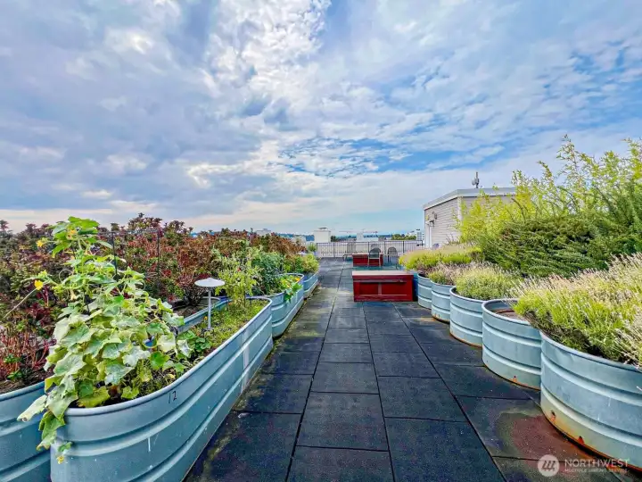 Huge rooftop deck for relaxing with building pea-patch with rental garden space