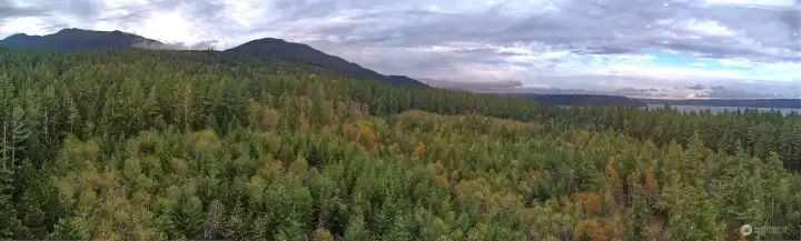 Nicely treed forest that only gets better every day ~