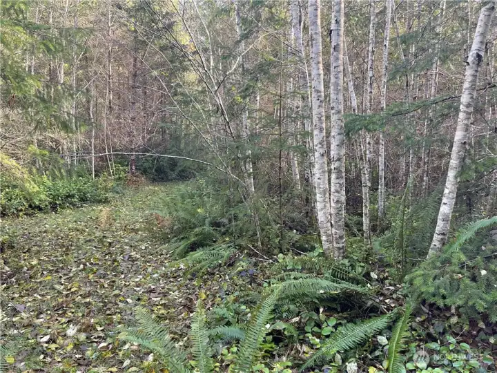 Trails throughout the forest.