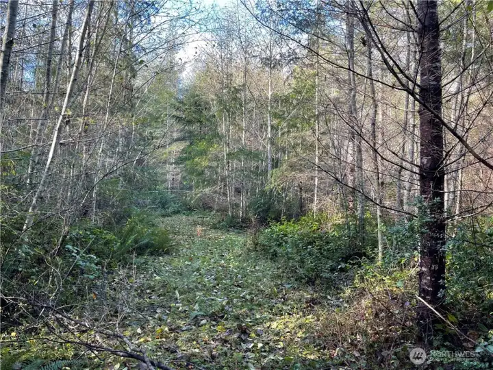 Patches of alder cn be easily removed for homes, gardens, outbuilding & animals.