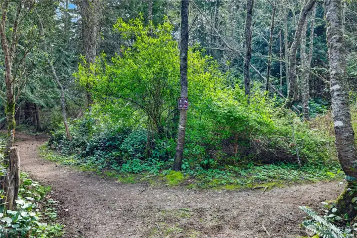 This part of the Forestlands connects to 50 miles of trails.