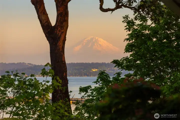 A stately Madrona tree anchors Mount Rainier.  Eagles land in this tree and you can watch them soar right in front of you.