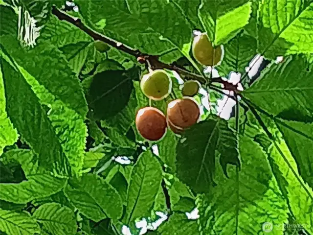 1of 2 cherry trees