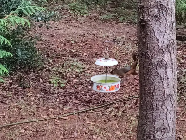 friendly squirrels