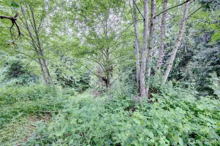 Currenty over grown but the back end of the property has a trail down to a seasonal creek Currenty over grown but the back end of the property has a trail down to a seasonal creek