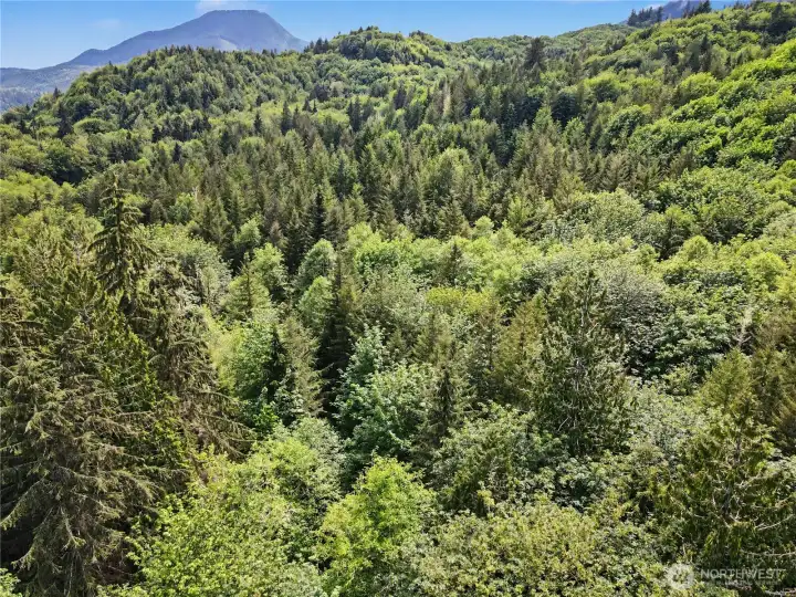 Acreage with options. There is so much room to expand, hike, and explore!
