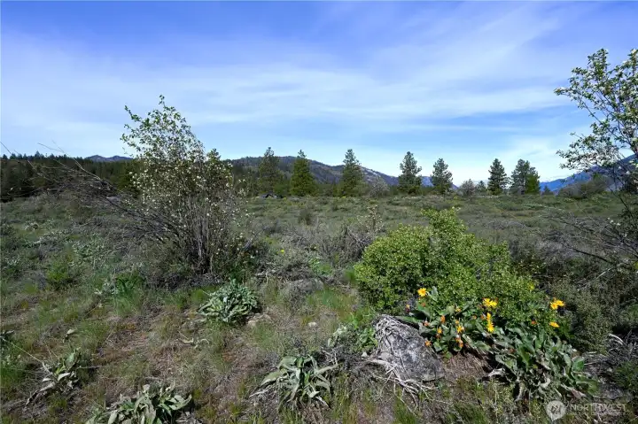 Green Meadows lot 10 with serviceberry and  balsamroot flowers in bloom.