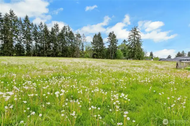 Pasture