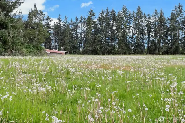 Pasture