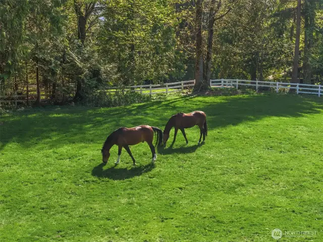 The perfect at home Equestrian set-up