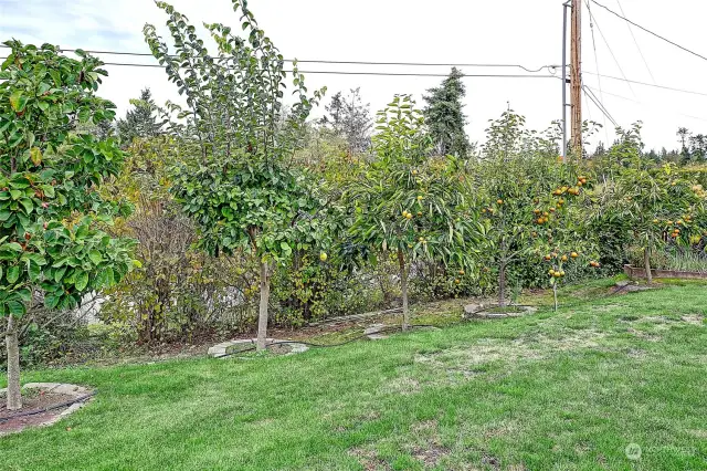 Nice fruit trees align the front of the property, next to additional gardening space.