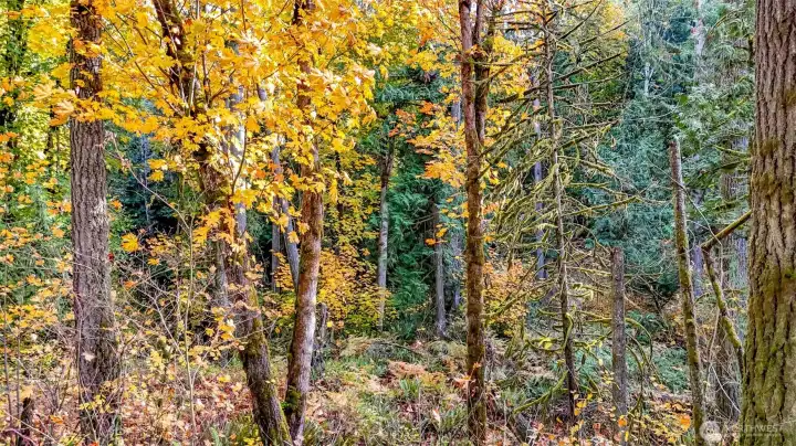 Lots of mature trees