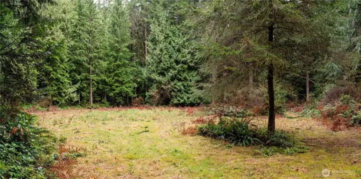 Clearing for homesite.