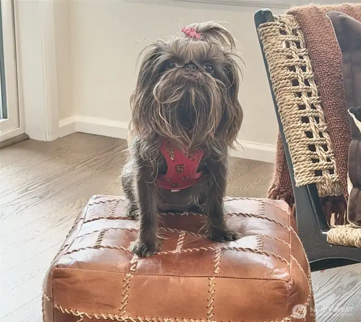 Tootsie Rose McGruffles Approved!