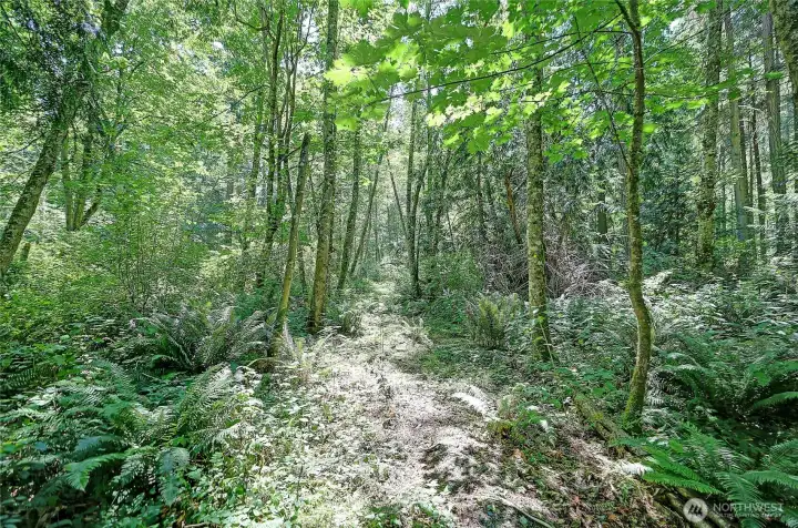 Lush Ferns, Mix of Evergreen and Deciduous Forest~ Lush Ferns, Mix of Evergreen and Deciduous Forest~