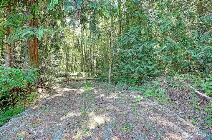 Roadbed leads to trails~ Roadbed leads to trails~