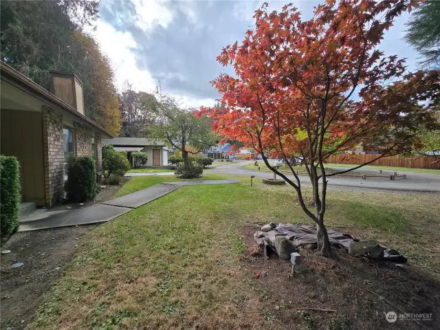 Colorful Trees in front yard