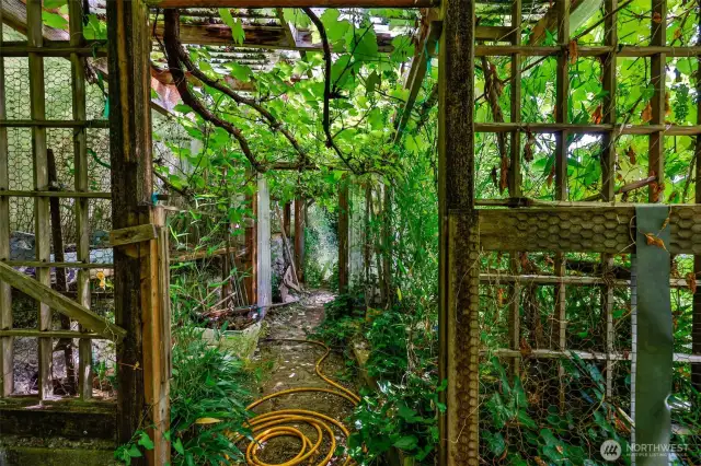 Grape Arbor