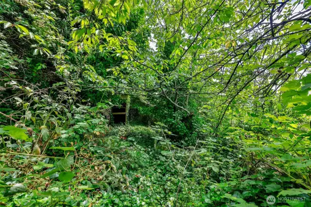 Jungle-y