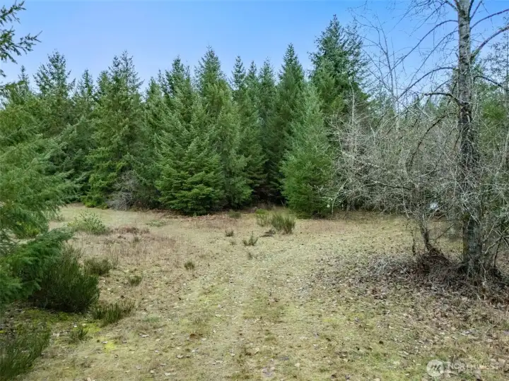 Cleared area for possible home site