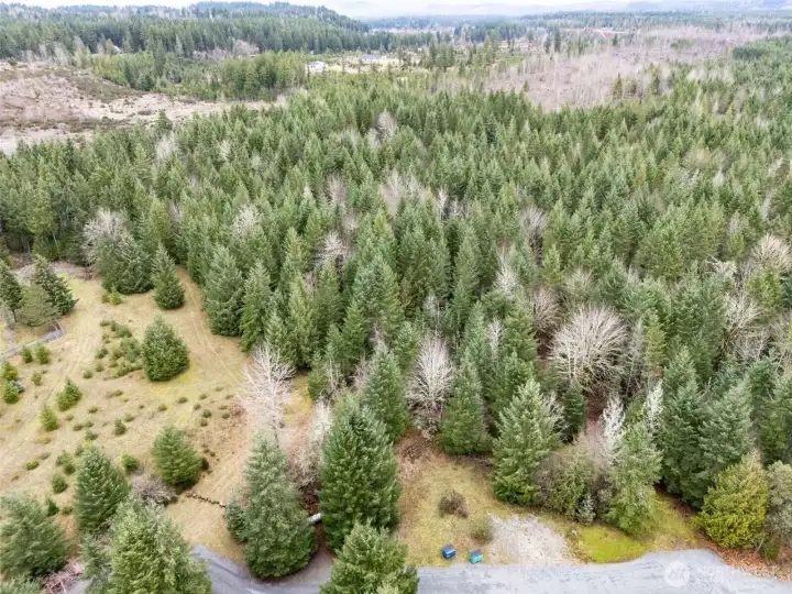 Nice stand of trees creates so much privacy