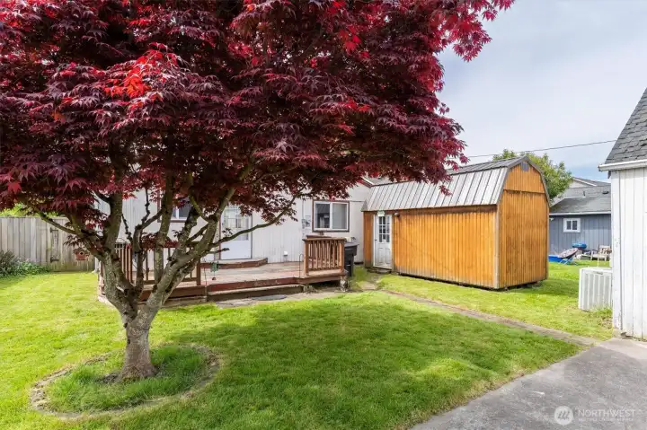 Back Yard and Outbuilding