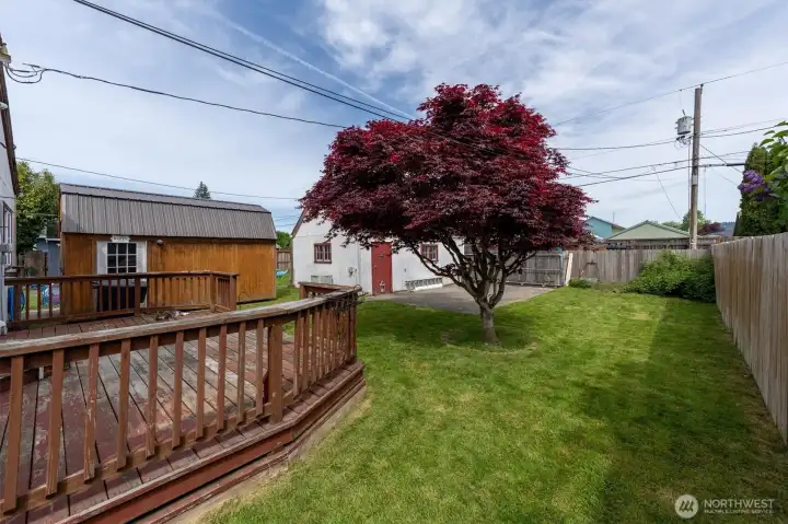 Back Yard