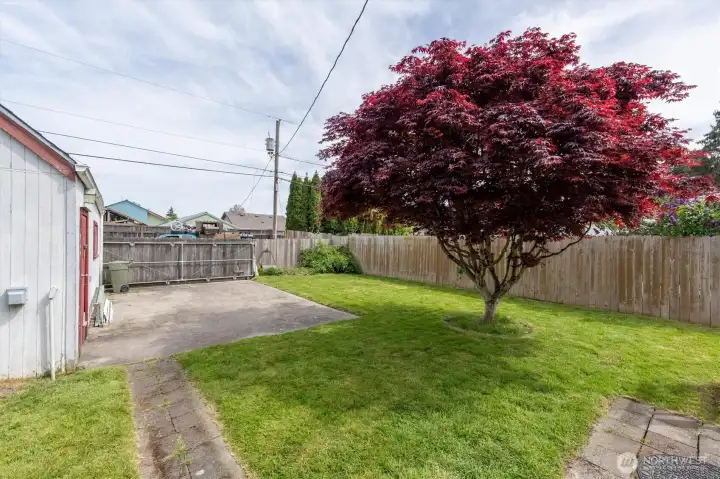 Fenced Back Yard