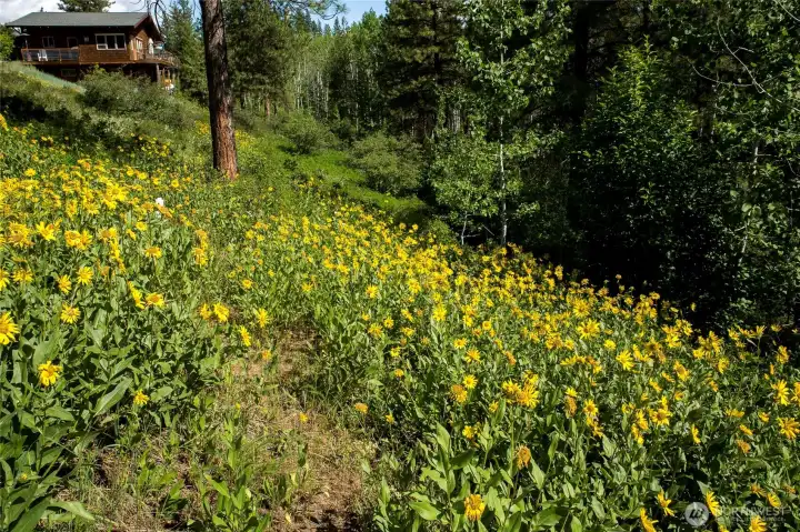 Wildflowers abound near the