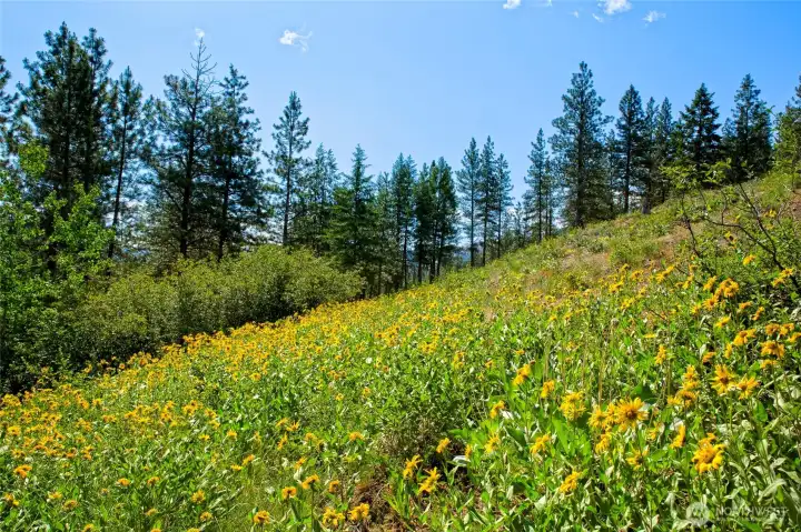 Arrowleaf balsamroot.