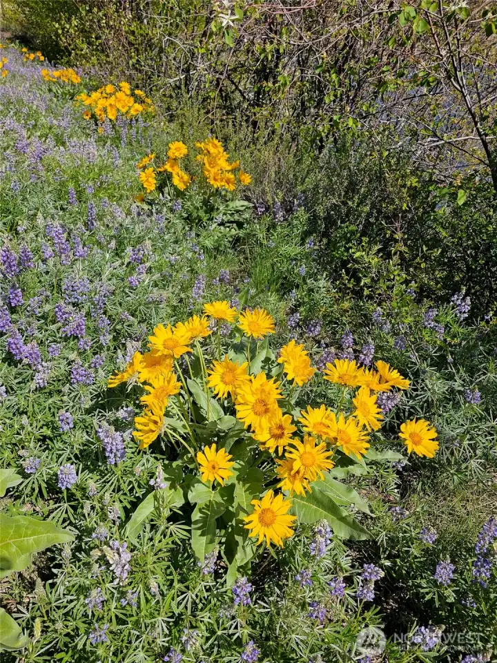 Arrowleaf balsamroot.