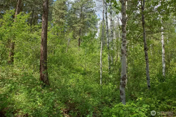 Bottom of property has a small forest.